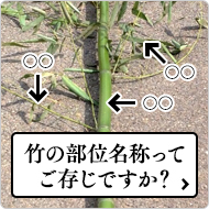 竹の部位名称について