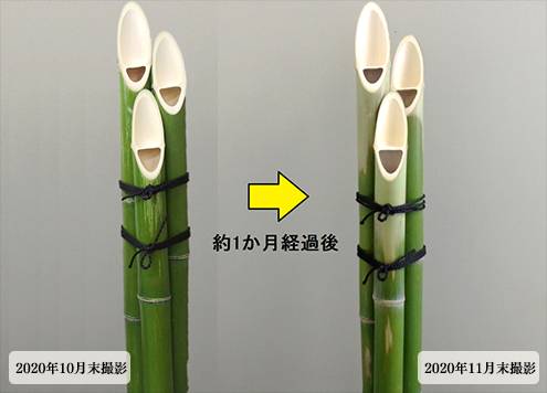 竹の時間経過による退色例